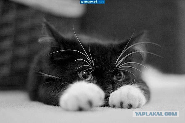 Котовторник 17.05.2016