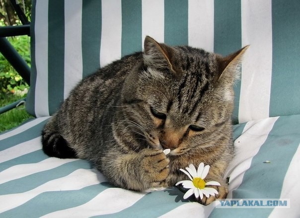 Кото-вторник 24 Мая 2016го :)