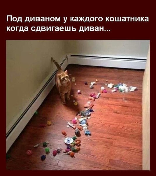 Прикольные животные