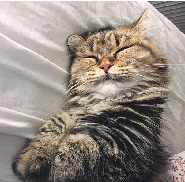 Прикольные животные