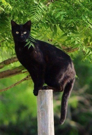 Коты из сети