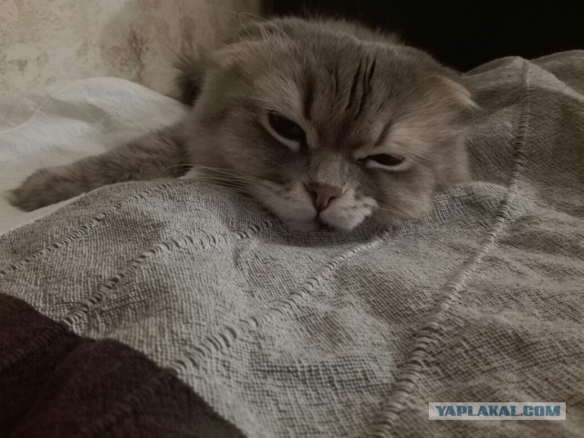 Котовторник 11/04/2017