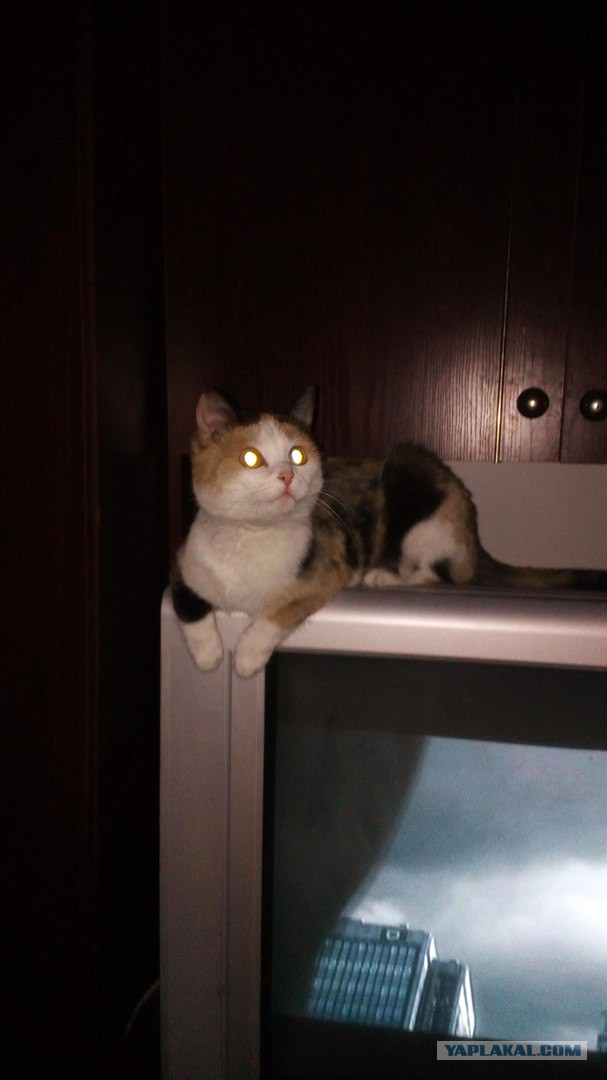 Котовторник 18.04.2017