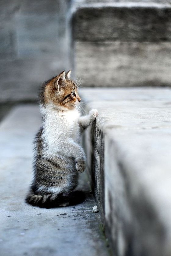 Коты и Кошки