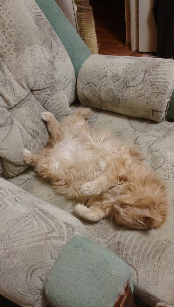 Котовторник 9.01.2018