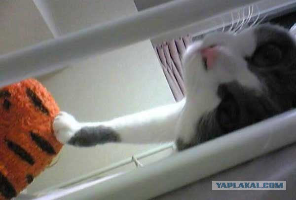 Котовторник на вторник, Котовторник