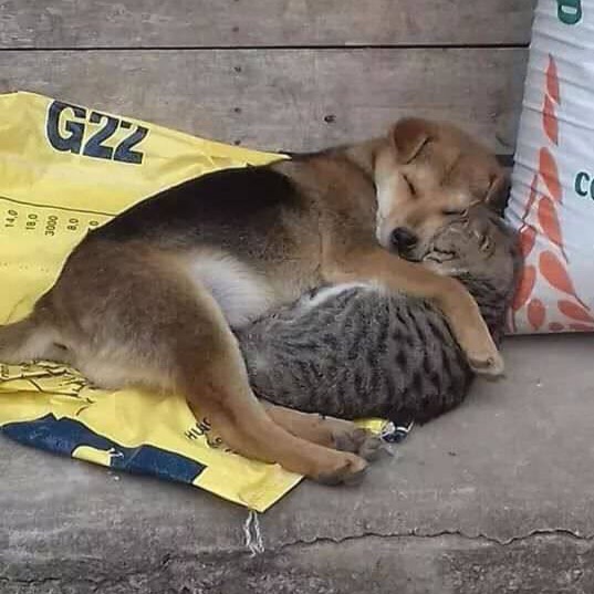 Живность из сети