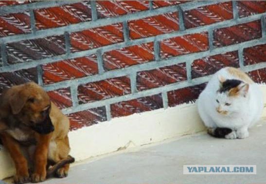 А как же котовторник?