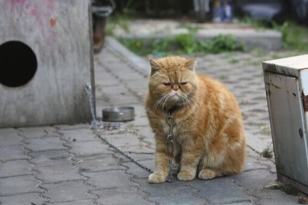 Прикольных котов пост