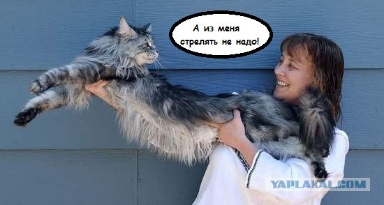 Самый длинный кот