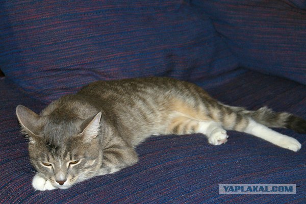 Состоятельный котовторник