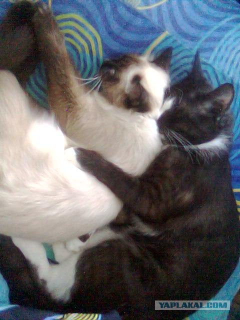 Котовторник с Кузей