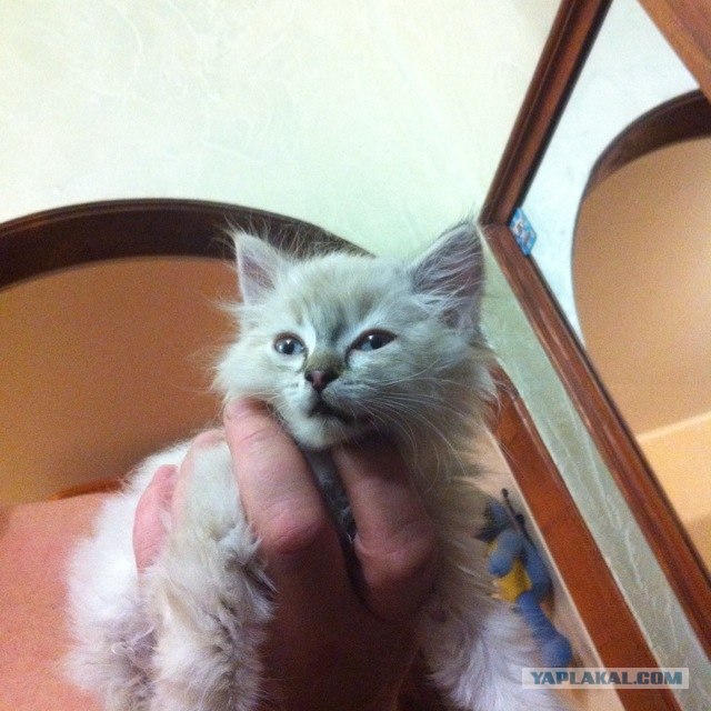 Котовторник 1.11.11