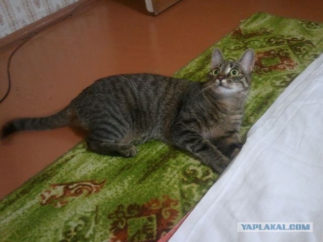Котовторник (15.05.2012)