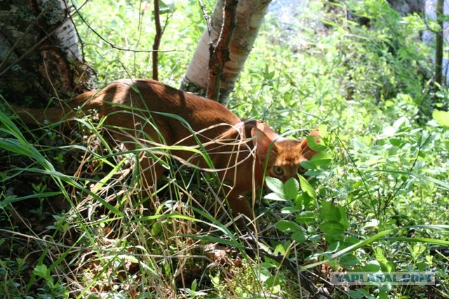 Котовторник  19.06.2012