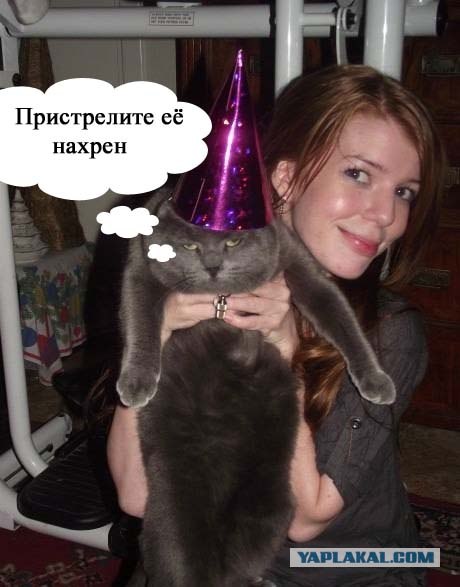 Котовторник 07.08.2012