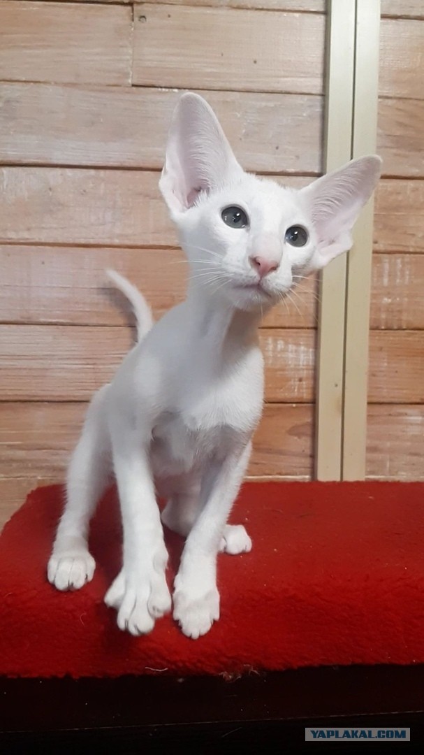 Котопёс