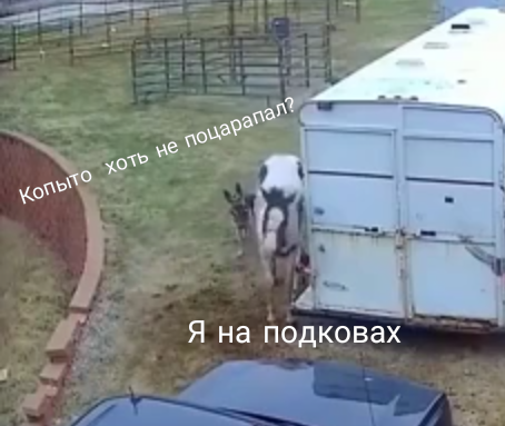 Пит напал на лошадь
