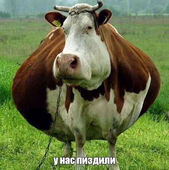 Квасной спор (окрошечный)