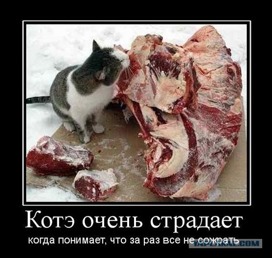 Слишком большая добыча для котана