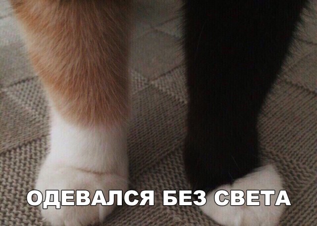 Человек собаке друг и другие картинки и мемы  под настроение