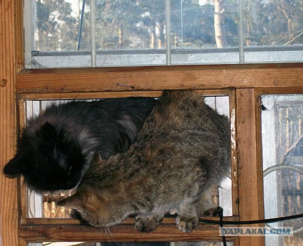 Ну, поехали в котоввторник!