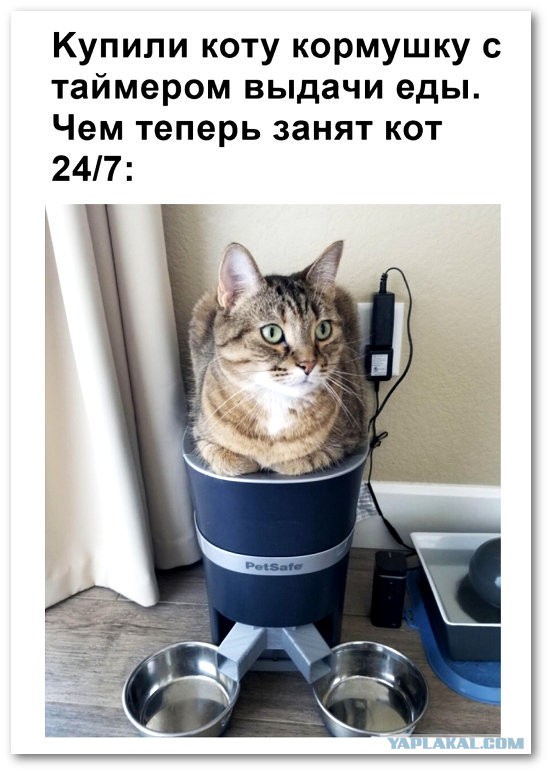 Забавные и смешные картинки на котовторник