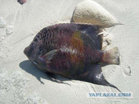 Чуваки, первый раз в жизни заграницу!