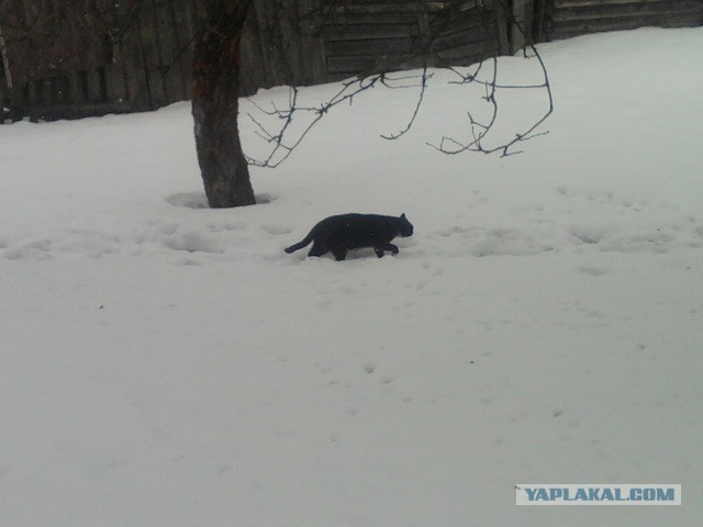 Котовторник  19.03.2013