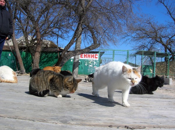 23 марта. Киев. Весна.