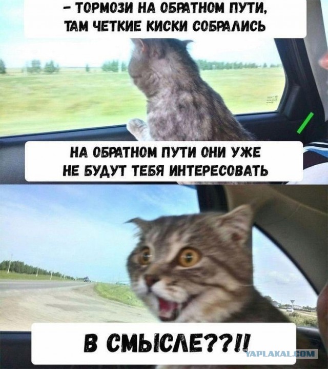 Котик Маркиз