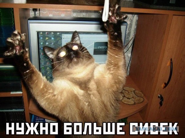 Тебе ж русским языком сказали: "Покажи сиськи!"