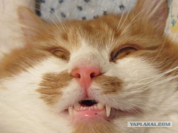 КотЭ и препараты