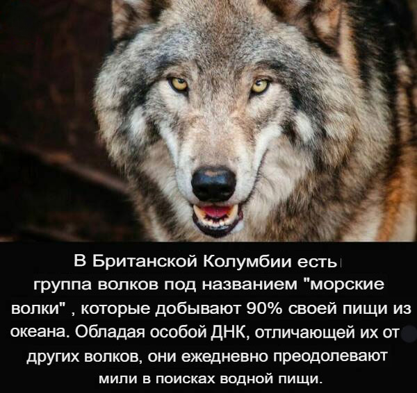 Белый слон и другие картинки
