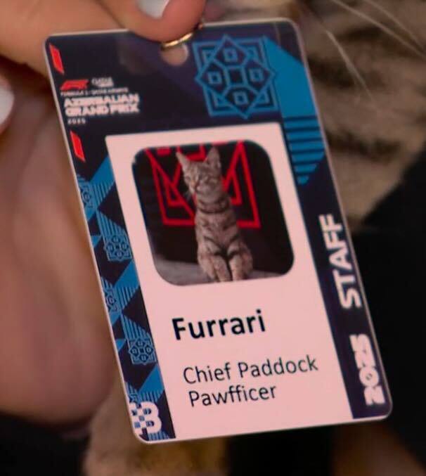 Главной звездой Формулы-1 в Азербайджане стал кот