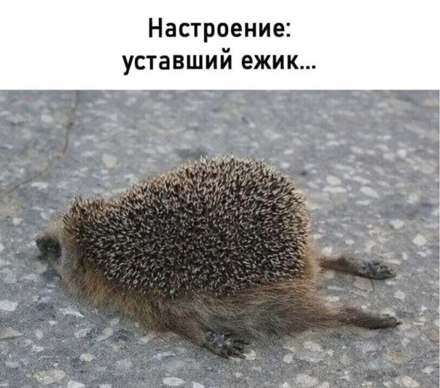 Веселое настроение в картинках (06.05.2026)