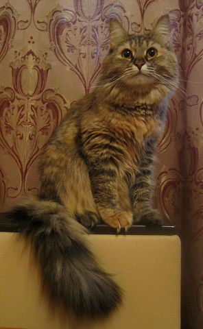 А точнее - леопард