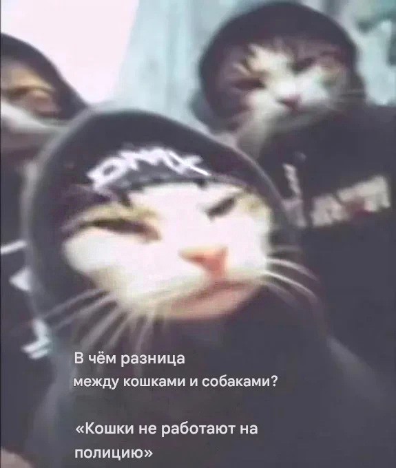 Подборка картинок к котовторнику