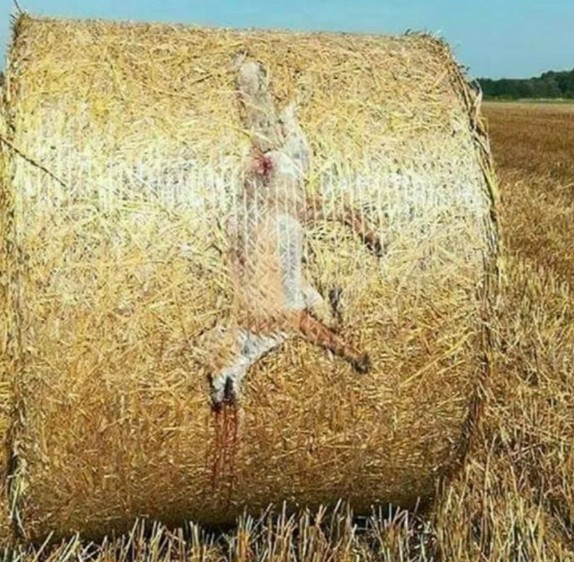 Лисы в Челябинске