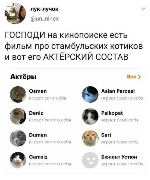 Уличные кошки Стамбула — 2