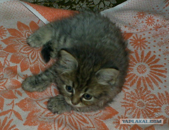 Котовторник  10.12.2013