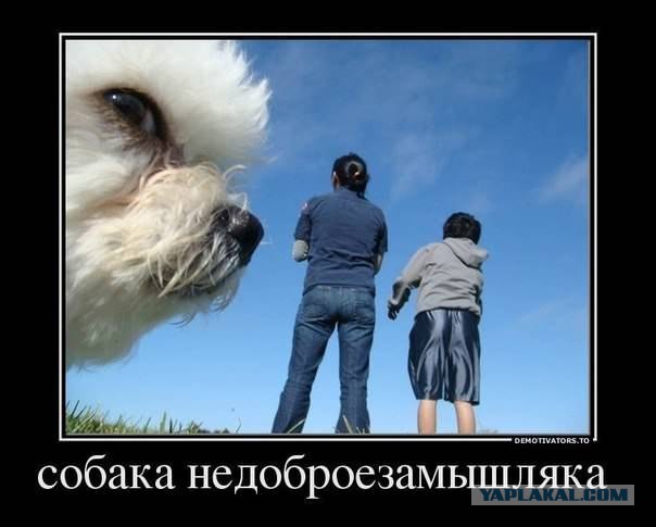 Они не кусаются...