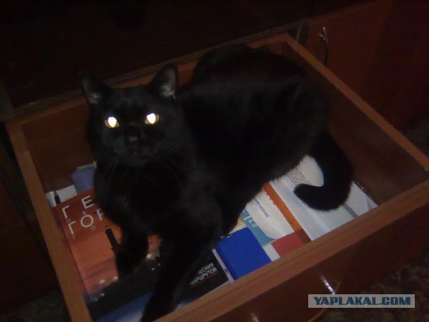 Котовторник 04.03.2014