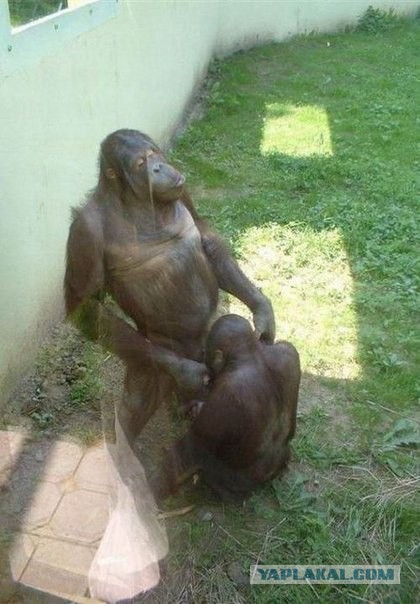 Подборка забавных и курьезных фотографий