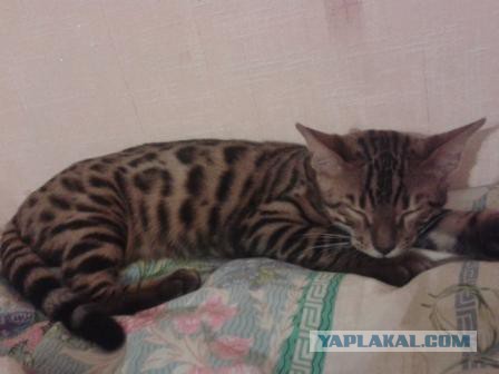 Котовторник 23.09.2014.