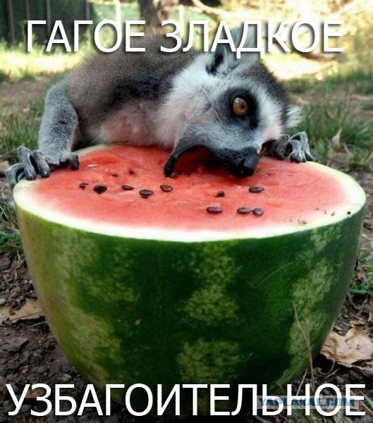 Коллега весь рабочий день сидит на Яплакал