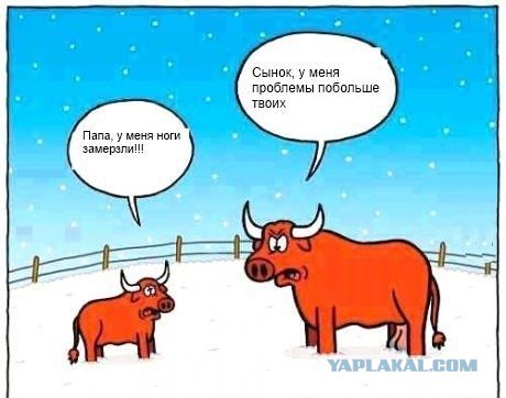 Доение быка