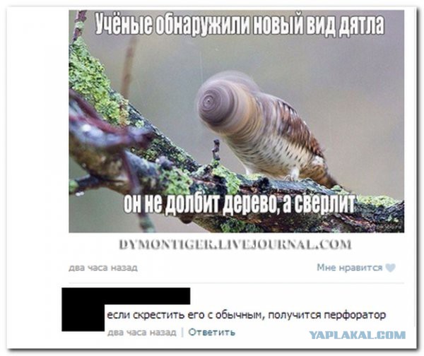 Смешные комментарии из социальных сетей