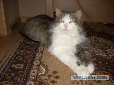 Моим котам