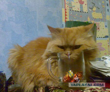 Котовторник 27.01.2015